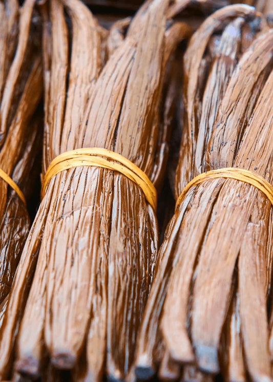 Vanille Pompona XXL Madagascar